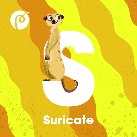06._MAGNET_SURICATE.jpg