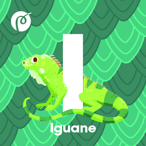 04._MAGNET_IGUANE.jpg