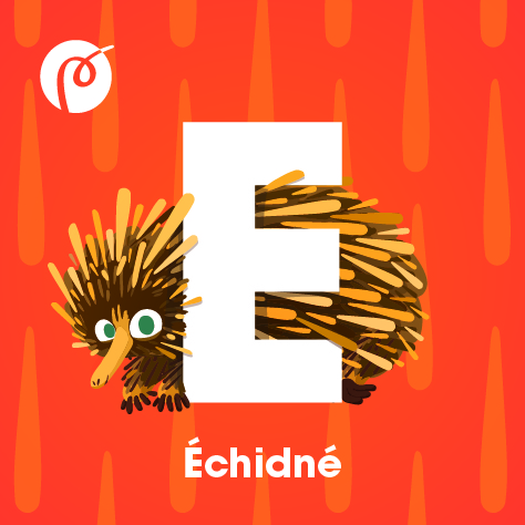 01.MAGNET_ECHIDNE.jpg