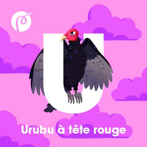 08._MAGNET_URUBU.jpg