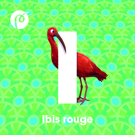 16._MAGNET_IBIS.jpg