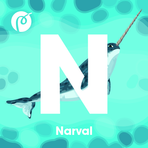 19._Narval.jpg